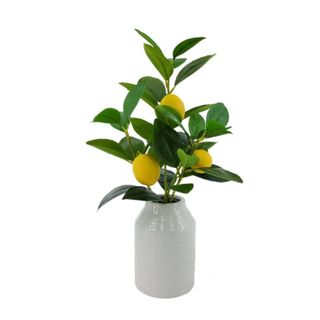 A green lemon tree plant with three lemons on it in a white vase