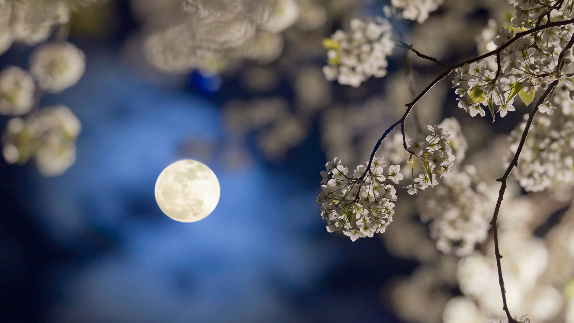 A pear tree blossom in the spring.