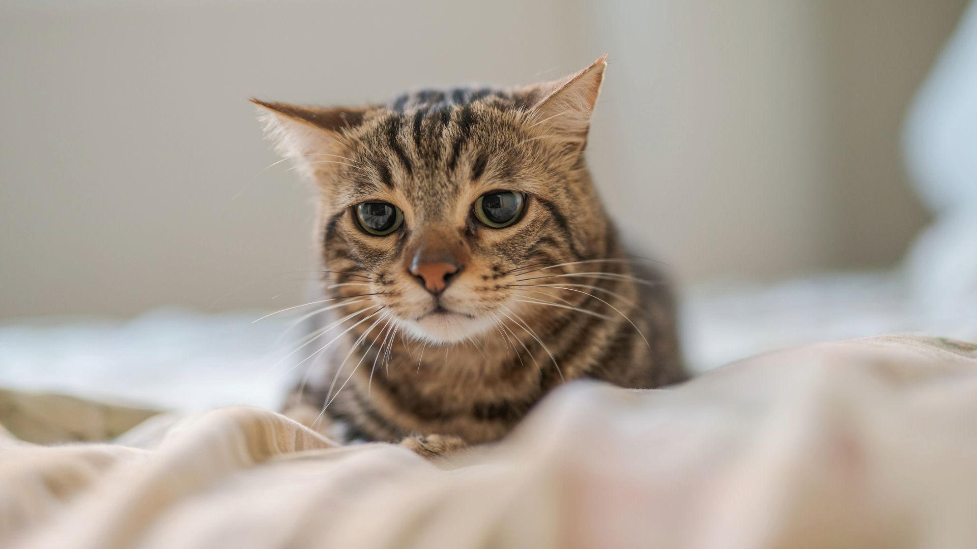 Why is my cat shaking? Vet reveals six reasons why and what to do about