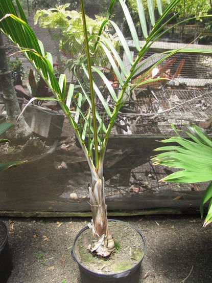 Potted Spindle Palm Tree