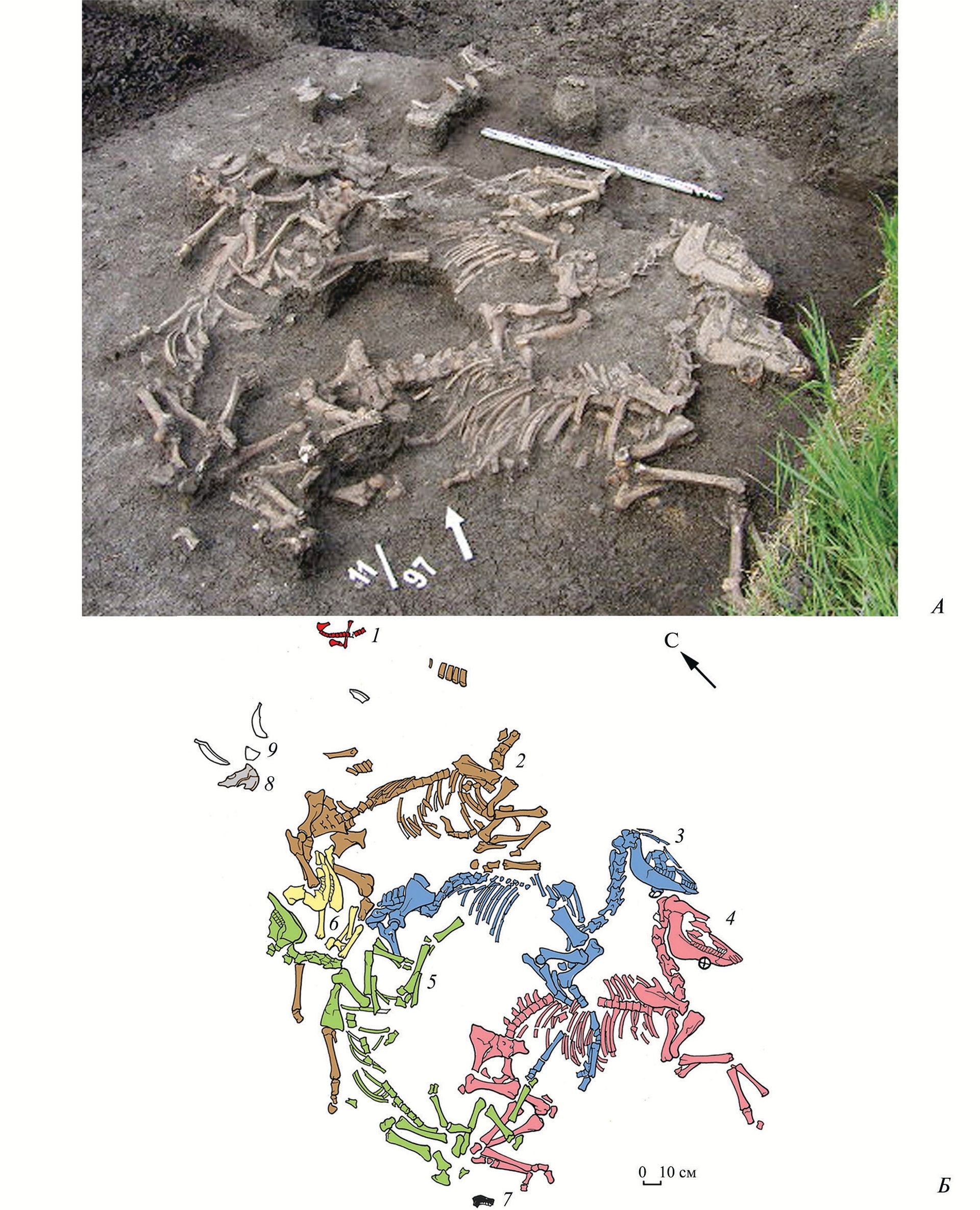 A series of skeletons in brown mud with a colorful image below showing different skeleton parts.
