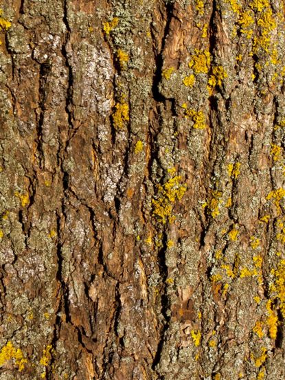 Diseased Maple Tree Bark