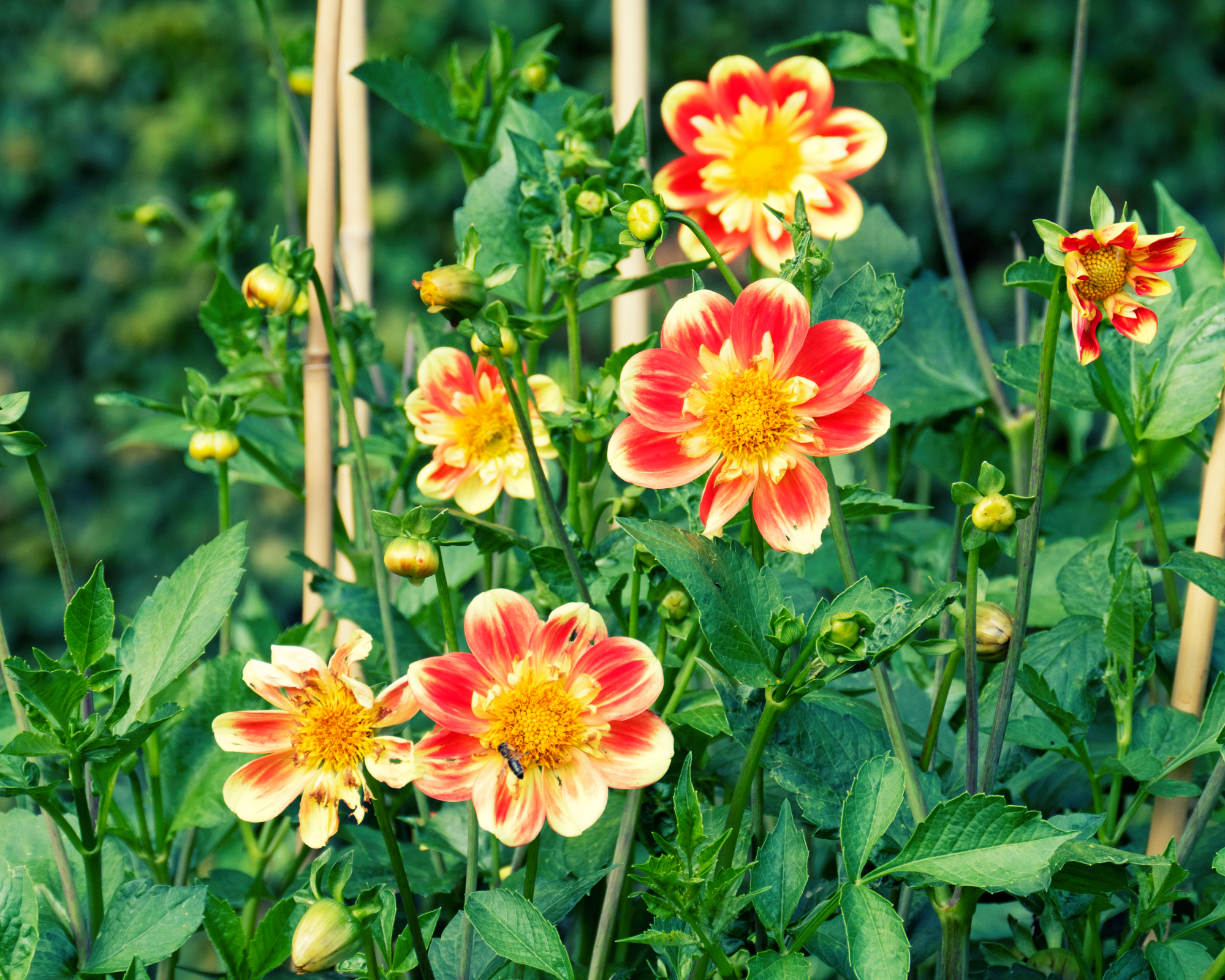 Close-up of blooming dahlia flowers with buds suported by bamboo sticks.
