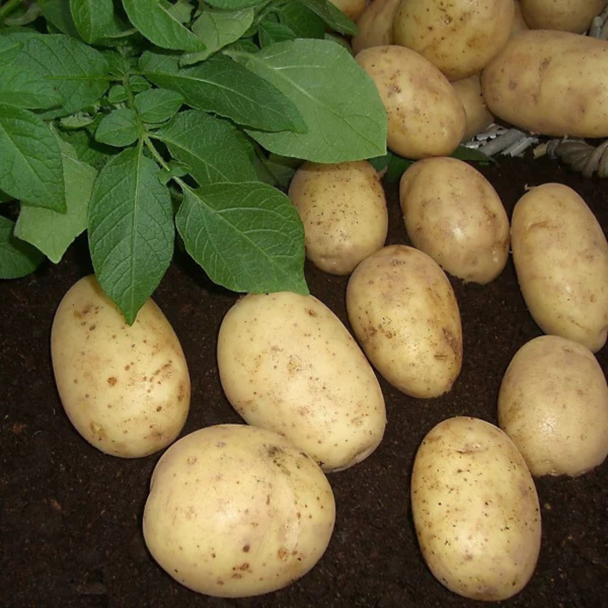 Maris Piper potatoes