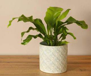 Birds nest fern in pot on wooden table