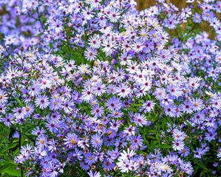 Sea of purple aster flowers