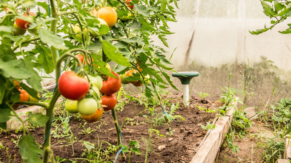 How to get rid of moles without hurting them | Tom's Guide