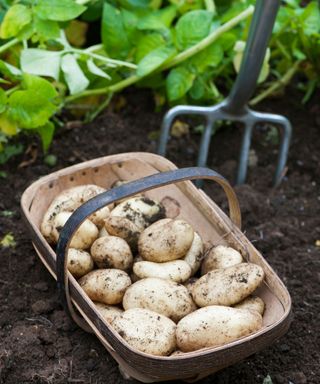 freshly dug potatoes in a trug