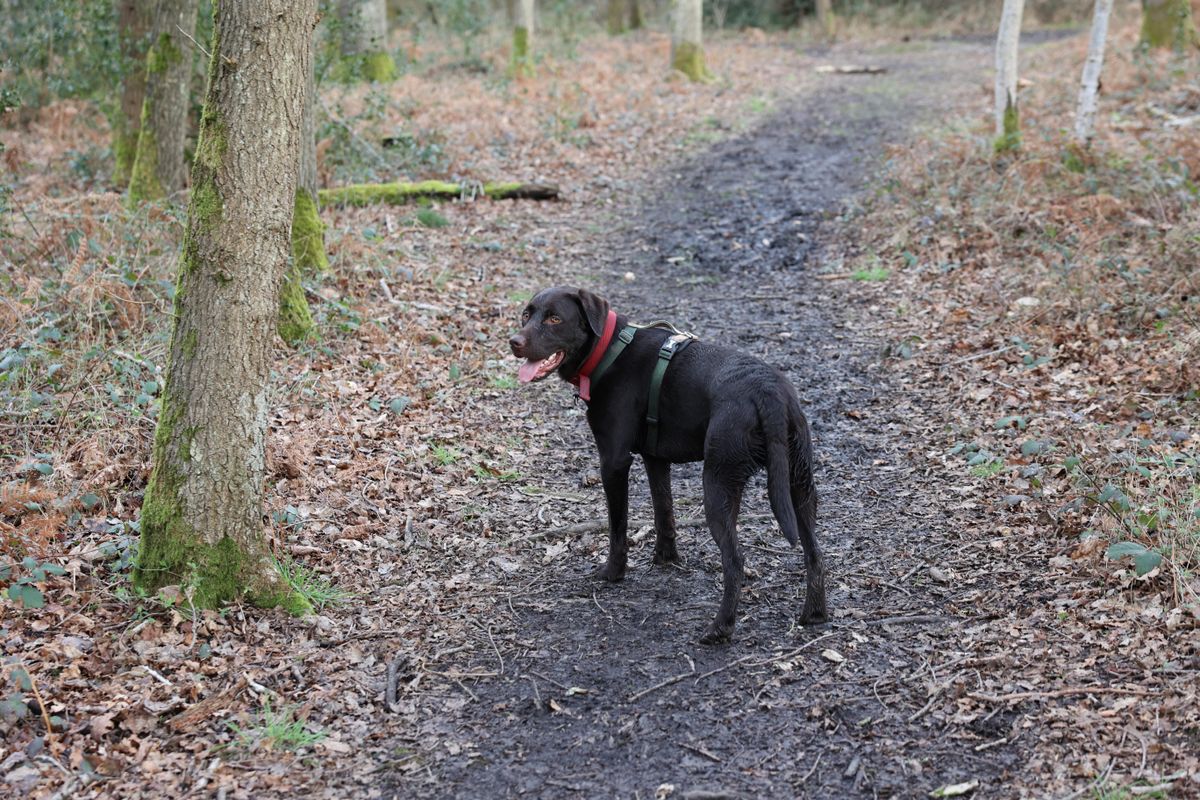 A shot taken with the Canon EOS R6. It shows a Labrador dog looking at the camera