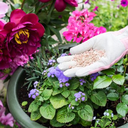 woman's hand in pink and grey gardening gloe applying granular plant feed in spring