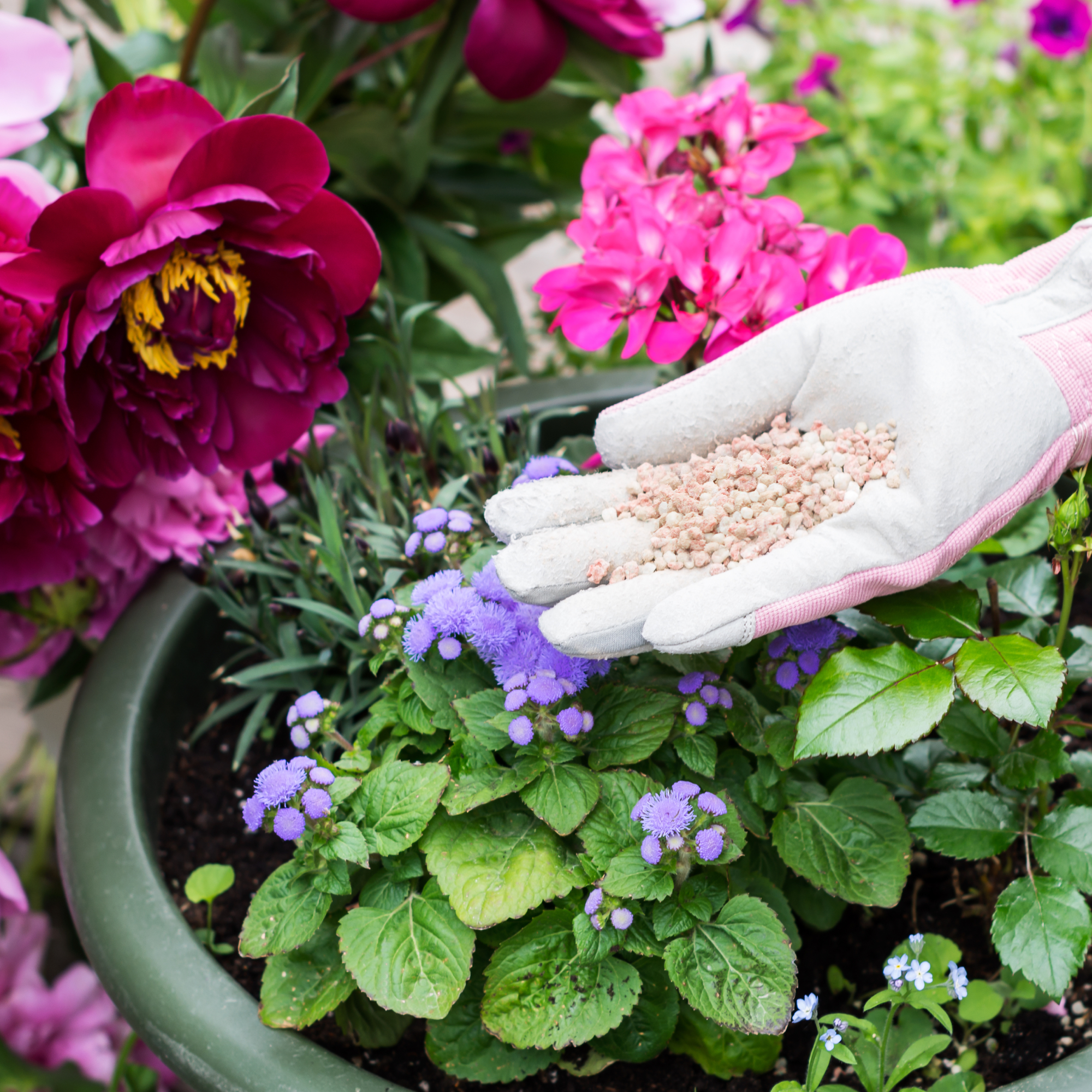 woman's hand in pink and grey gardening gloe applying granular plant feed in spring