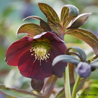 Helleborus × Hybridus Harvington Smokey Blues