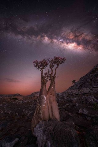 Milky way photographed above a bottle tree in Socotra island,Yemen.