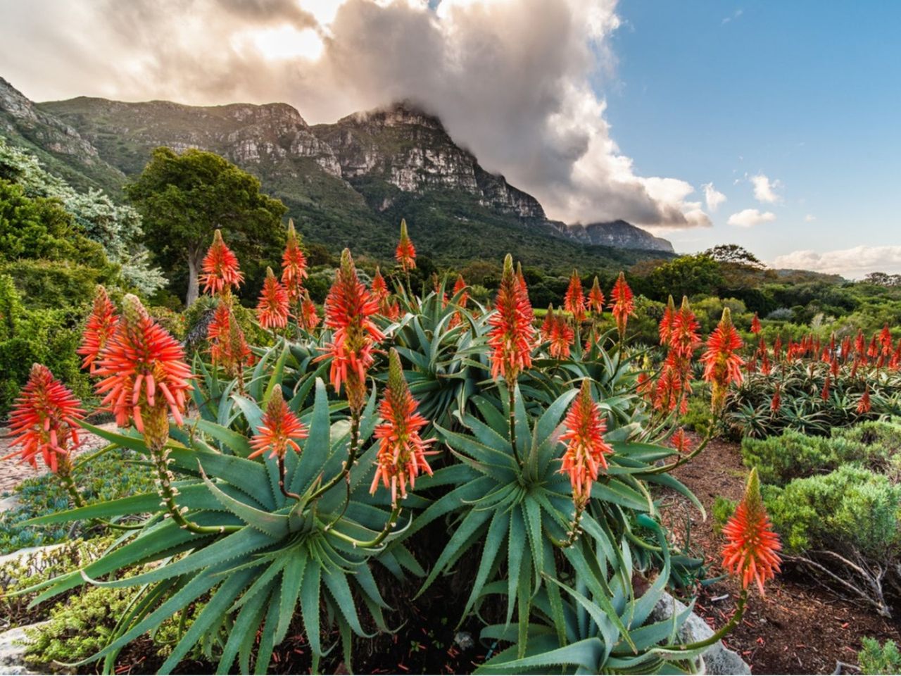 South African Style Garden