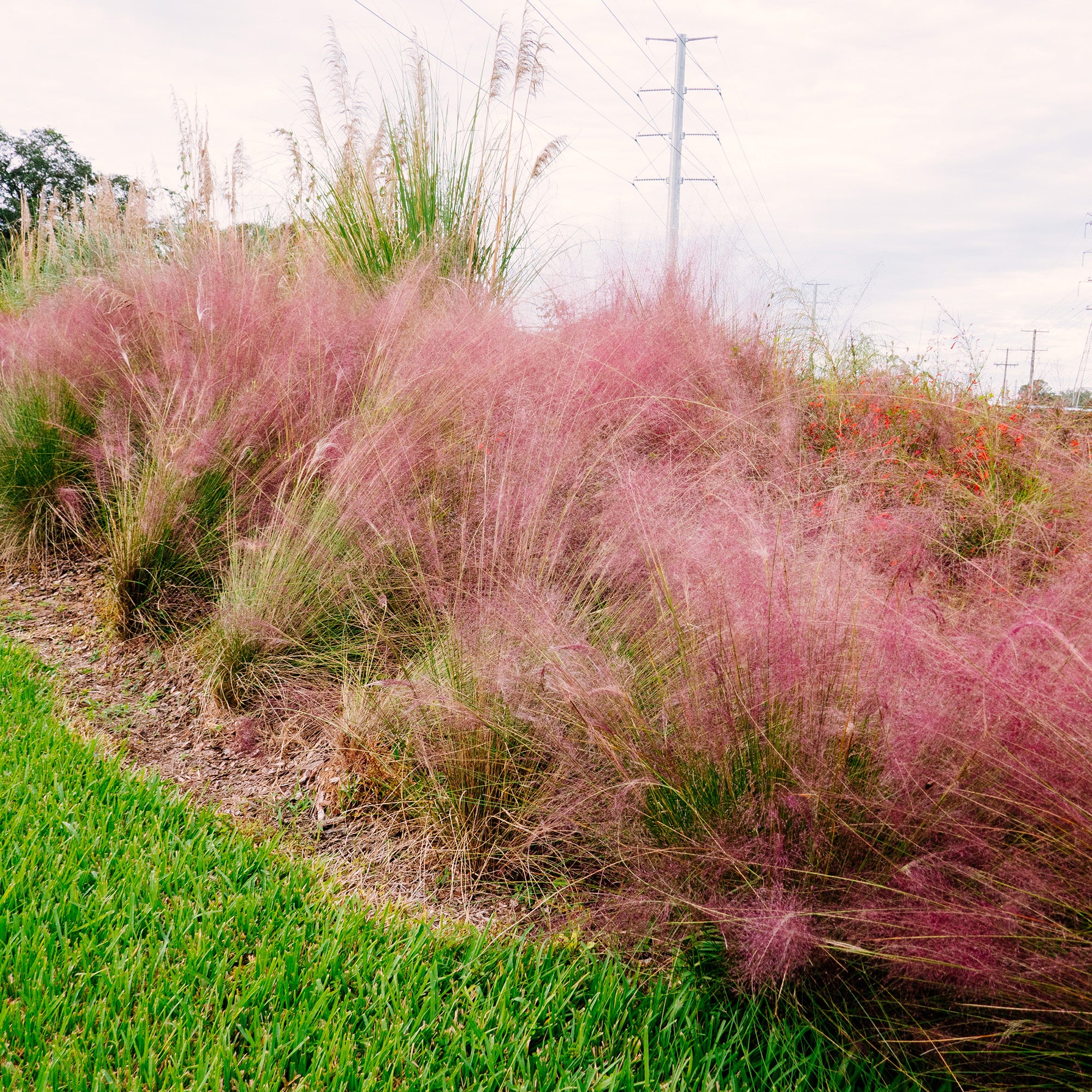 Pink Muhly Grass