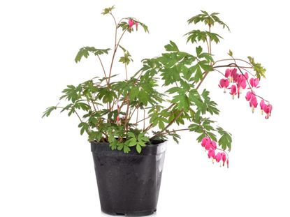 Potted Bleeding Heart Plant