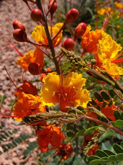 Mexican Bird Of Paradise Plant