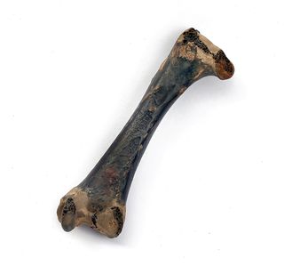 The dodo bone which recently sold at auction