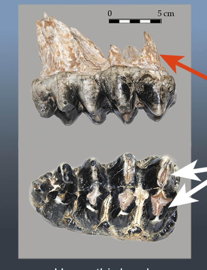mammoth teeth