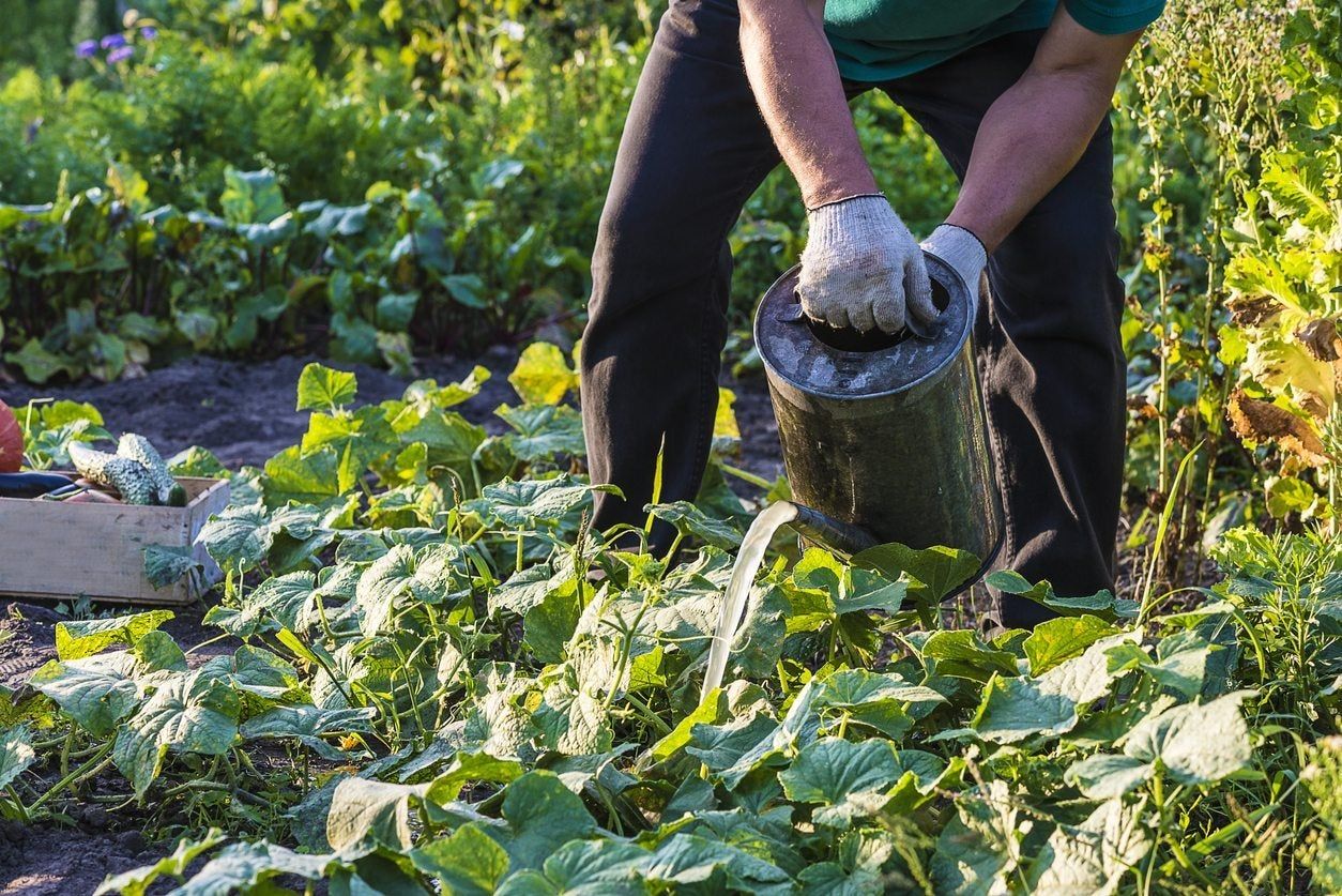 Gardener Pouring Compost Tea On Plants In Garden