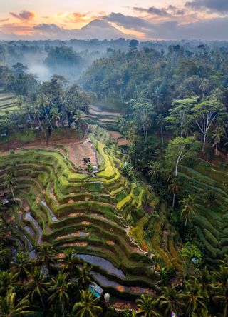 Arial view of Ubud