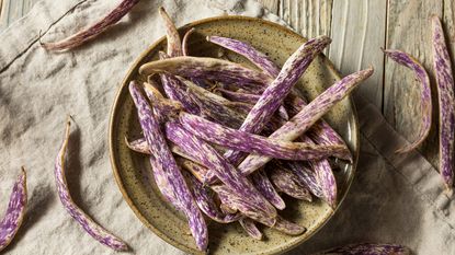 purple dragon tongue beans 