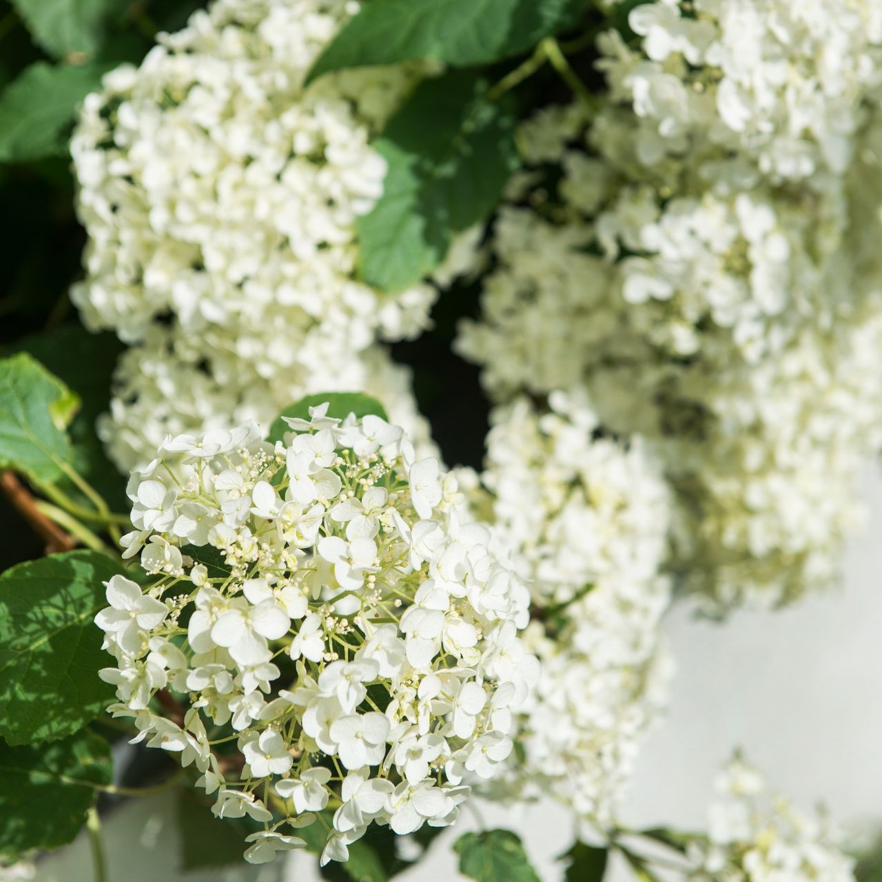 When To Prune Hydrangeas Experts Share Tips For Beautiful Blooms   EzKemK53suPjaSgLzNtkjE 1280 80 