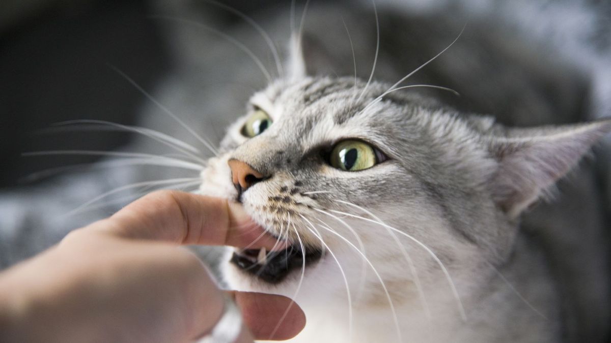 Cat bites person&#039;s finger