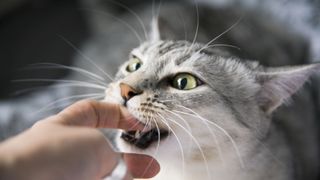 Cat bites person's finger