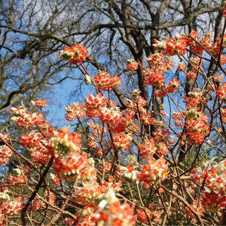 Red Edgeworthia chrysantha 'red dragon' paperbush in flower. - stock photo