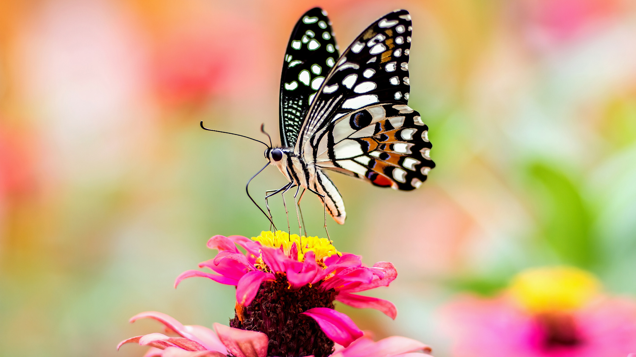 butterfly on a pink flower