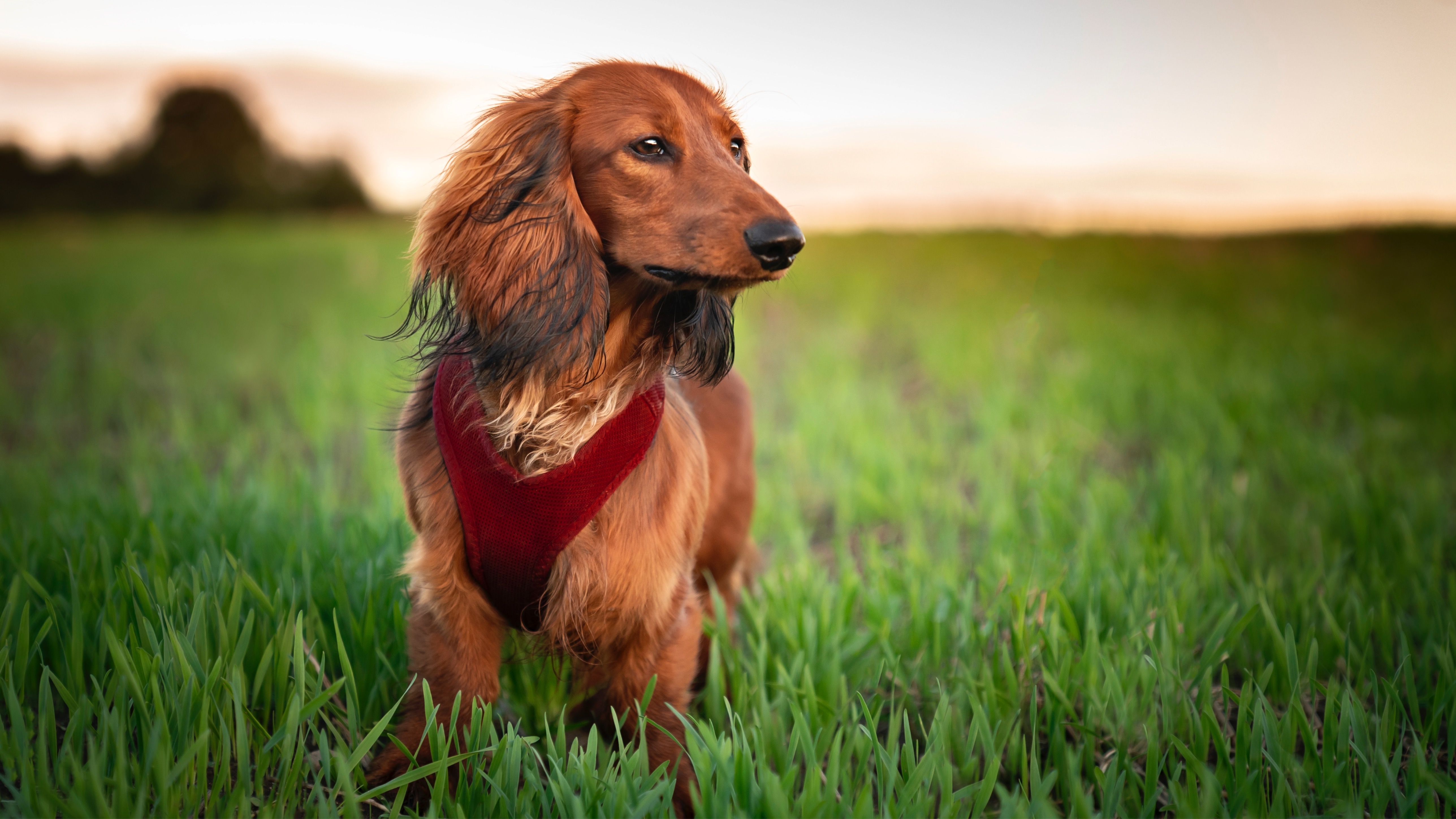 Dachshund