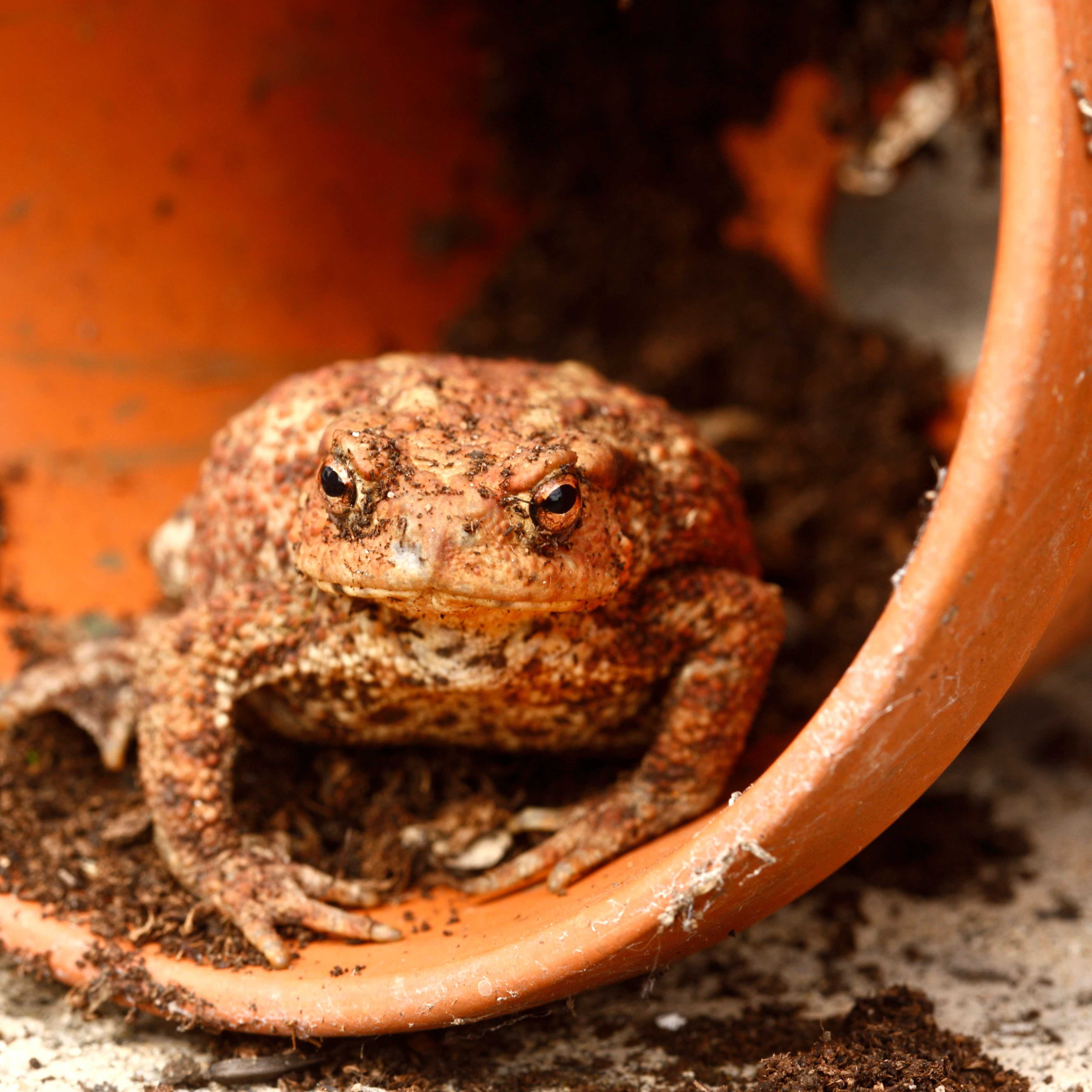 toad inside orange terracotta pot lying on its side with a small dusting of dry compost