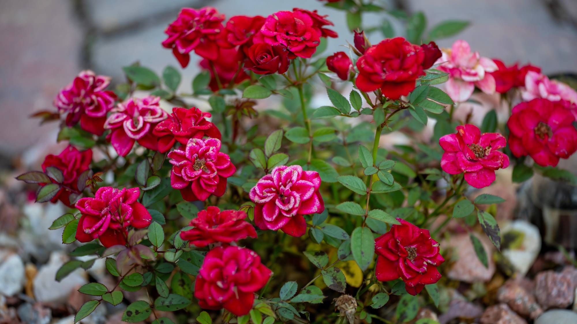 Red roses on a miniature rose bush
