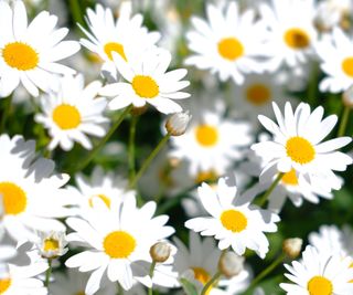 Shasta daisies flowering in summer border