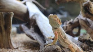 Bearded dragon on a log