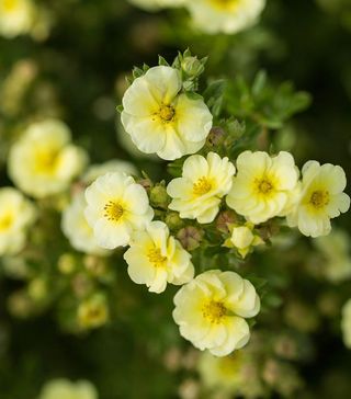 Close up of pale yellow shrubby cinquefoil flowers