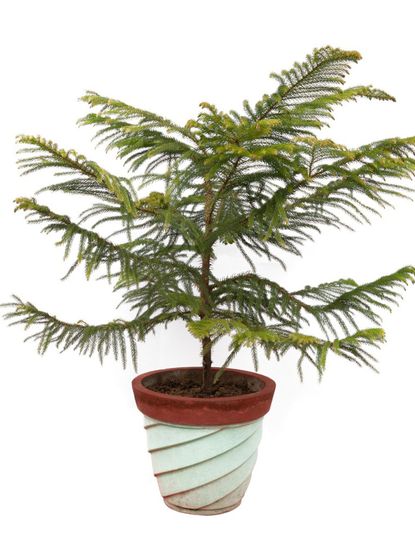 Potted Norfolk Pine Tree