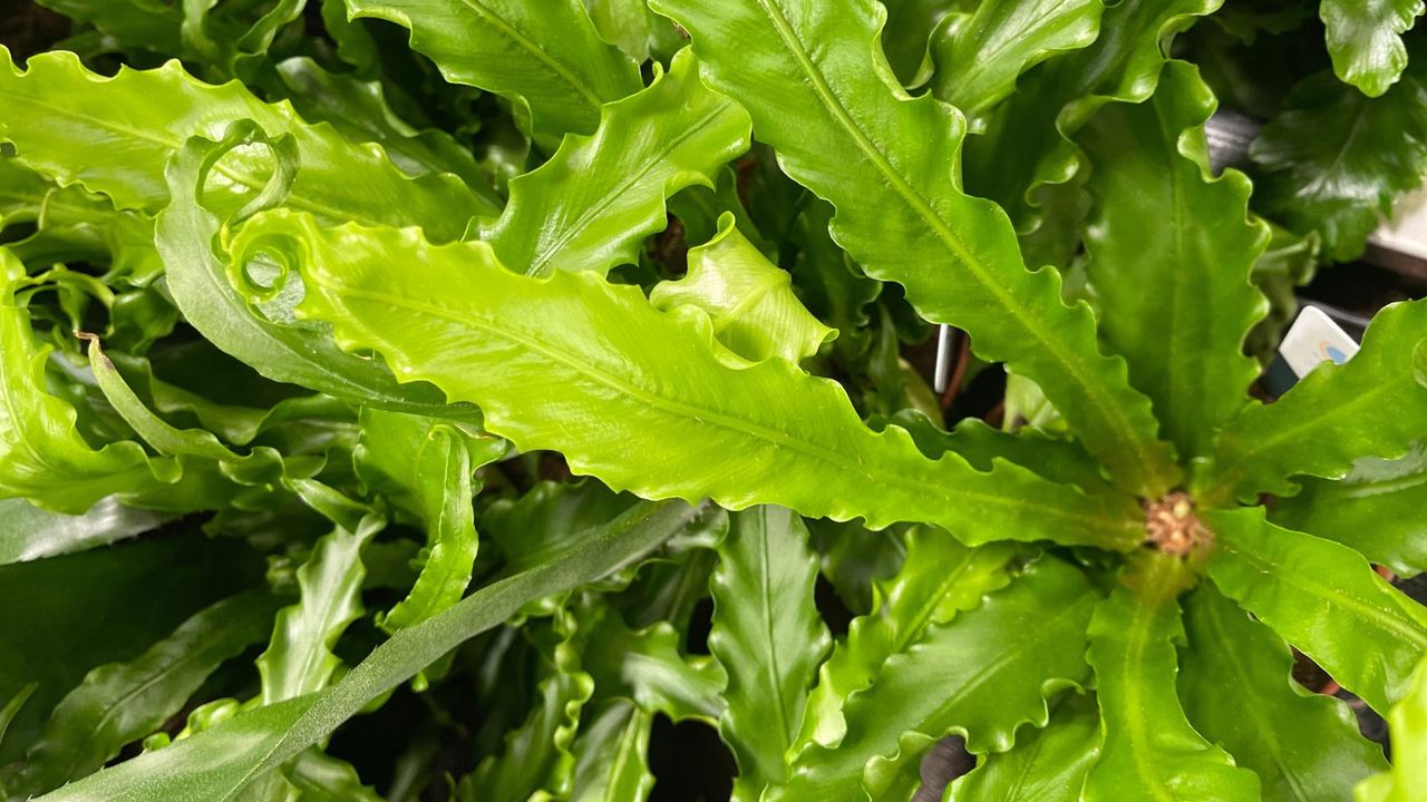 Bird’s Nest Fern 