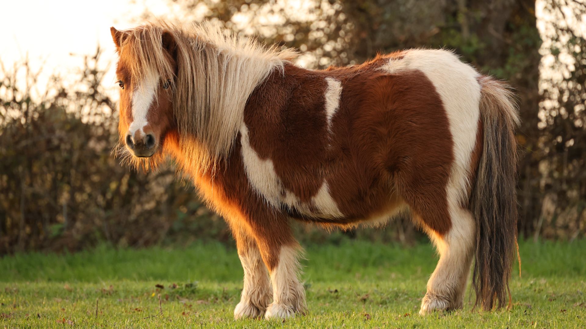 fluffy, chunky skewbald pony
