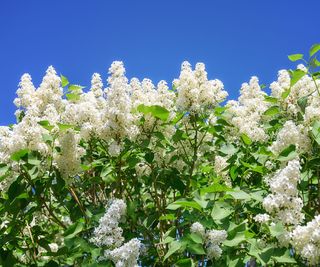 white lilac shrub in full bloom