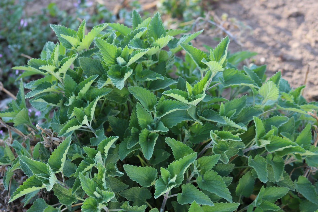 catnip variety