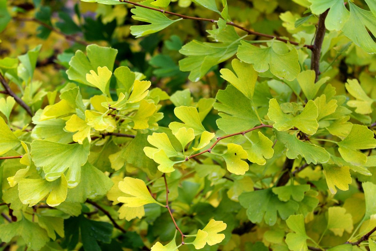 Light Green Ginkgo Tree