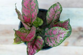 Aglaonema pink chinese evergreen plant with selective focus