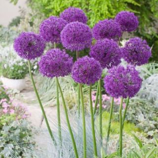 ALLIUM PURPLE SENSATION 