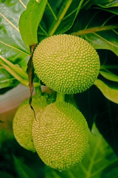 Potted Breadfruit Tree