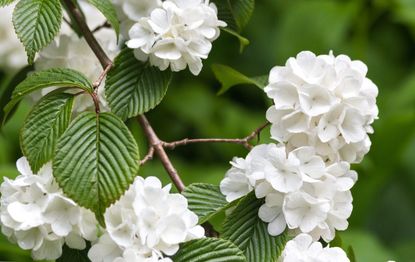 White Flowered Japanese Snowball Tree