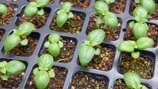 Basil seedlings growing in seed tray
