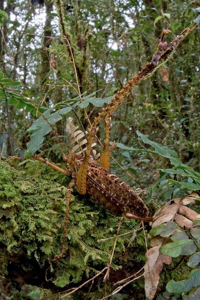 Spiny katydid