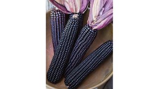 Burpee Suntava purple sweet corn seeds